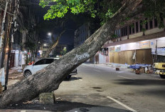 Pohon Besar Nyaris Roboh di Sayangan