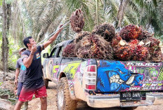Libatkan Petani sebagai Solusi, POPSI Minta Penertiban Sawit Lebih Berkeadilan