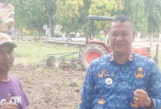 Manfaatkan Lahan Kosong, Camat Cambai Tanam Jagung