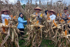 Polres Prabumulih Panen Jagung Serentak 