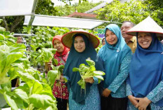 Sukses Panen Sayuran Hidroponik