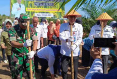 Tanam Padi Gogo di Lahan Sawit Seluas 22 Hektare