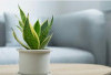 Cocok Dipelihara di Dalam Rumah! Ini 9 Tanaman Pembawa Hoki  Menurut Feng Shui