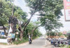 Pohon Besar di Jalan Srijaya