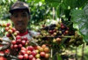 Pemkot dan OJK Genjot Ekspor, Kopi Pagar Alam Go Global