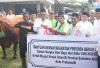 Sapi Kurban Bantuan Presiden Disalurkan ke Masjid Sirojul Islam