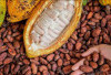 HARGA COKELAT DUNIA MEROKET! Prabowo Gercep Genjot Produksi Kakao RI!