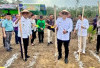 Penen Jangung di Desa Pangkul