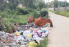 Sapi Makan Buangan Sampah Warga
