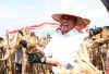 Panen Jagung Dua Kali Lipat