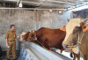 Pemkot Kurban 13 Ekor Sapi