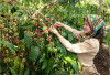 OKU Selatan, Sang Lumbung Kopi Sumsel: Menjelajahi Produsen Kopi Terbesar di Sumatera Selatan