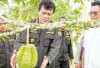 Akses Ekspor Durian Beku Asal Indonesia Resmi Buka, China GACC Mou Naskah Protokol Percayakan ke Barantin