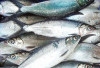 Ikan Bandeng: Kuliner Khas Imlek yang Menjadi Lambang Kemakmuran dan Pelunak Hati Mertua