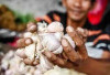 Harga Bawang Putih Naik Menjadi Rp 40.810 Per Kg