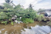 Pohon Tumbang Jatuh di Aliran Sungai Irigasi Pakjo