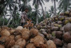 Banyuasin Kuasai Produksi Kelapa Sumsel, Ini 5 Besar Kabupaten Penghasil Kelapa     