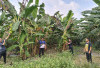 Tanama Pisang Kampendis di Lahan 1 Ha
