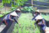 GEGER! PGE Ulubelu Bikin Melon Tumbuh Subur Pakai Panas Bumi di Lampung