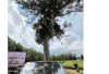 Prabu Sriwijaya Sebutan Pohon Gaharu, Perlu Dilakukan Pelestarian Pohon Beragam Manfaat