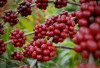 Kopi Robusta Sumatera Selatan: Menelusuri Keunikan Rasa dari Bumi Sriwijaya