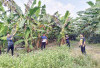 Kades Pangkul Bakal Tanam Pisang Kampendis 1 Ha