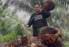 BADAI Pungutan Ekspor CPO Menerjang! Daya Saing Sawit RI Terancam, Petani Tercekik!